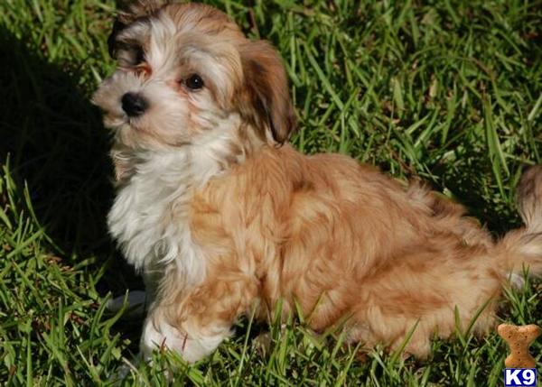 Stud Dogs - Havanese